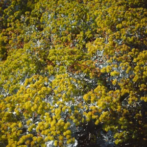 Home Demonstration Garden 