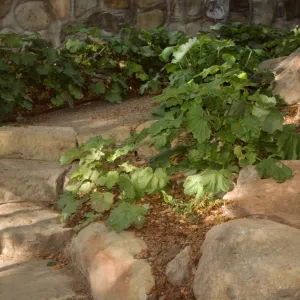 Home Demonstration Garden 