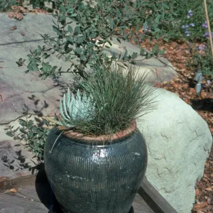 Arctostaphylos, Dudleya, Festuca