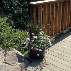 Juncus and Erigeron 'Wayne Roderick' in pot