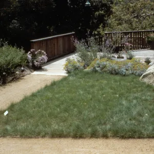 Home Demonstration Garden Lawn Substitute