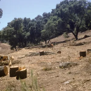 clearing the new Island Section
