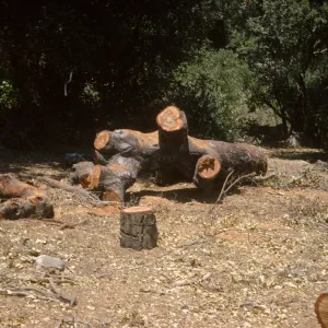 clearing the new Island Section
