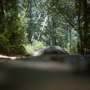 Clearing the new Island Section