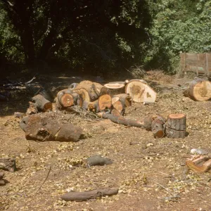 Clearing the new Island Section
