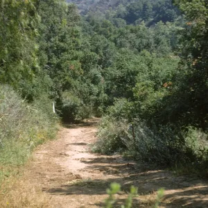 Road before clearing for the new Island Section