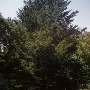 New Island Section, Cupressus macrocarpa