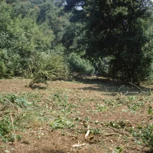 Clearing the new Island Section
