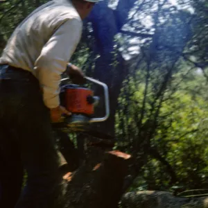 Cutting the oaks in the new Island Section