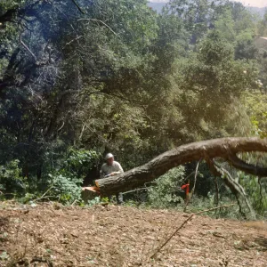 Cutting the oaks in the new Island Section