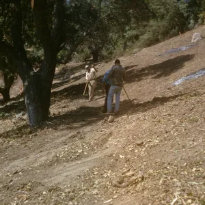 Island Section