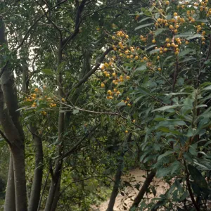 Island Section
