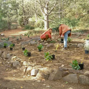 Island Rare Plant Display planting
