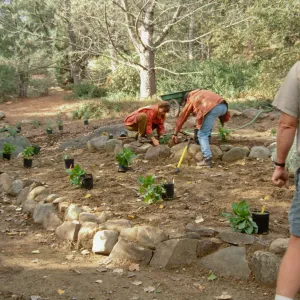 Replanting the Island Section
