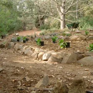 Island Rare Plant Display planting