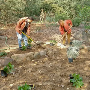 Island Rare Plant Display planting