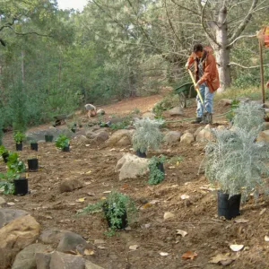 Island Rare Plant Display planting