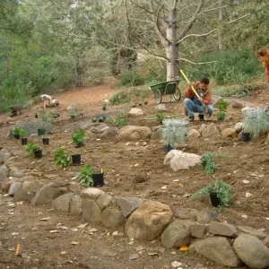 Island Rare Plant Display planting