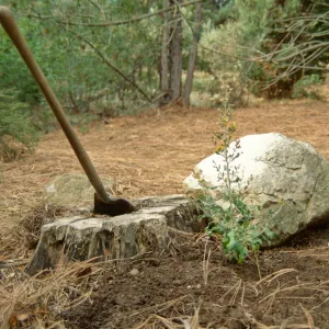 Island Rare Plant Display planting