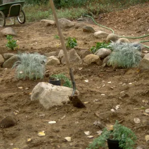 Island Rare Plant Display planting