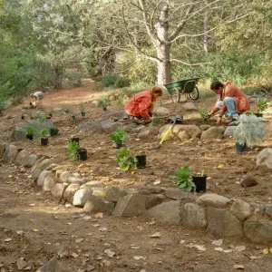 Island Rare Plant Display planting