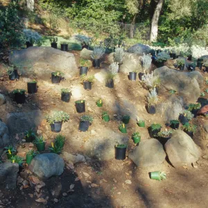 Island slope planting