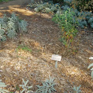 Island slope planting