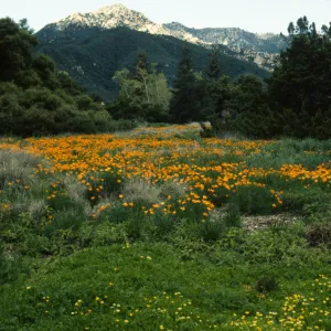 Meadow
