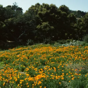 Poppies in Meadow