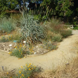 Meadow grass display
