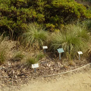 Meadow grass display