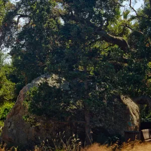 Blaksley Boulder (Coastal Live Oak)