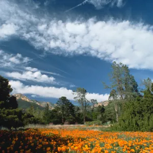 field of poppies in the Meadow, looking north