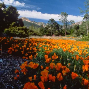 field of poppies in the Meadow, looking north