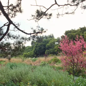 Redbud blooming in the Meadow