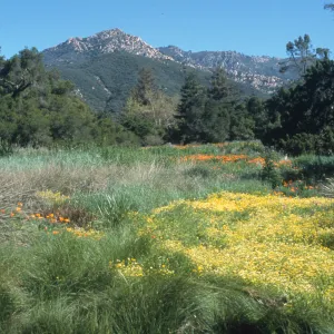 Meadow, looking north