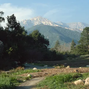 Meadow, looking north, meadow renovation project