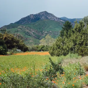 Meadow with wildflowers, Spring following the Coyote Fire