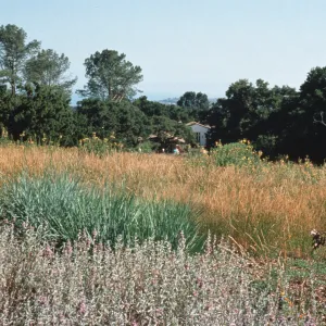 Upper Meadow, looking south