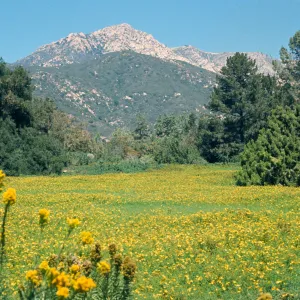 Meadow