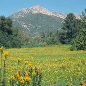 Meadow