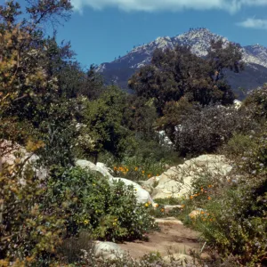 Old Ceanothus Section