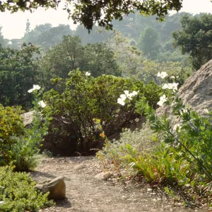 Manzanita Section