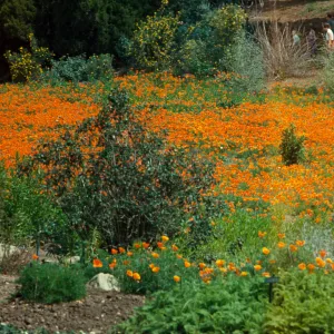 Meadow with poppies, visitors