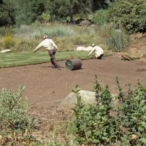 new Meadow lawn Installation