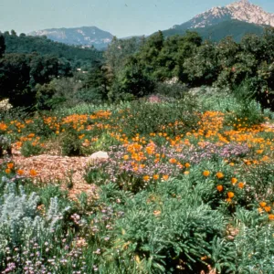 Meadow in bloom