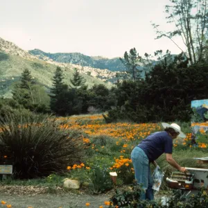 artist painting in the Meadow
