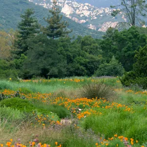 wildflowers in the Meadow