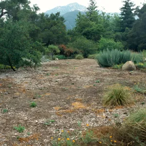 Lawn area, prepared