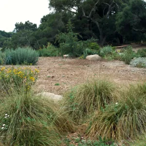 Lawn area